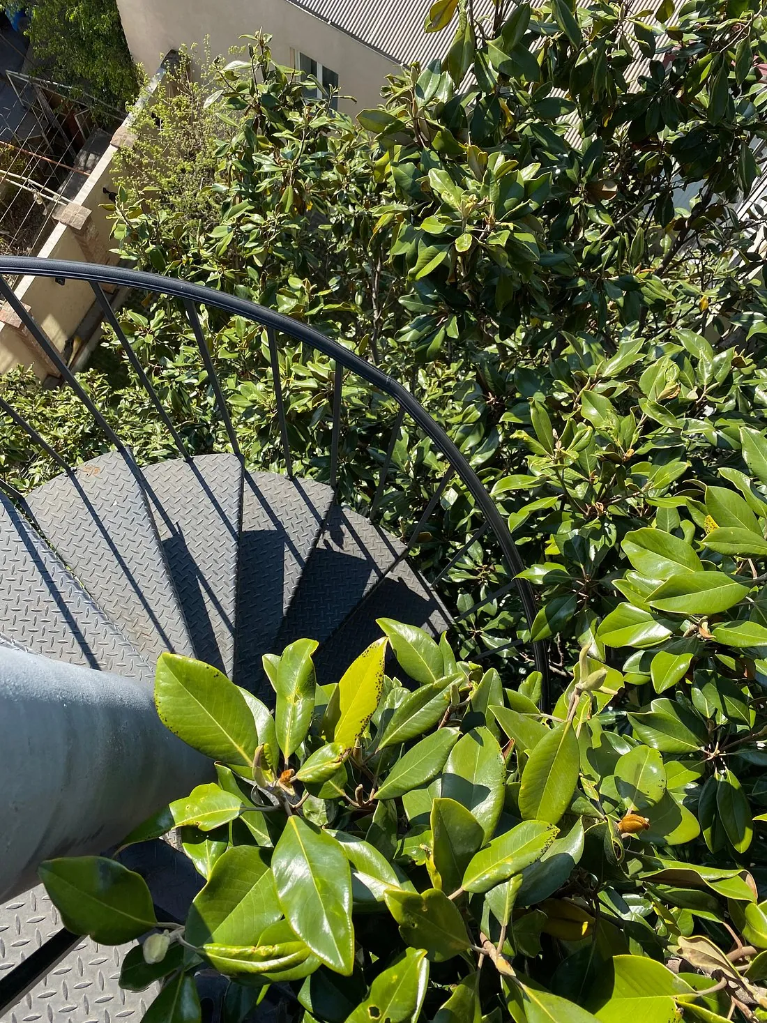 A magnolia tree growing around a black spiral staircase